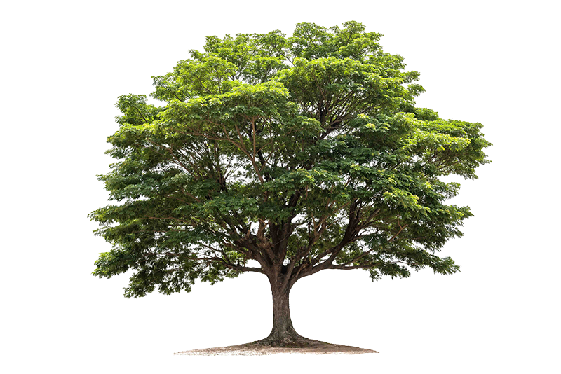 Tree Lives Matter